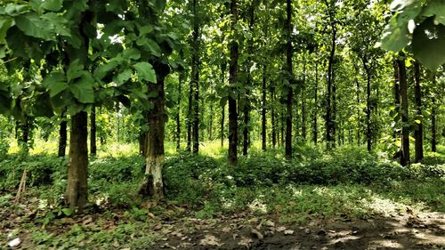 Trees in forest