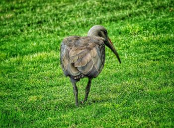 View of bird on rock