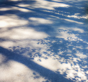 Trees against sky