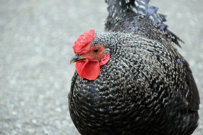 Close-up of a bird