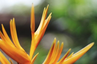 Close-up of orange flower