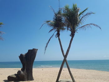 Palm tree on beach against clear sky