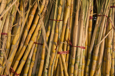 Full frame shot of sugar canes