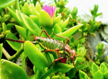 Close-up of insect on plant