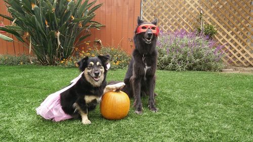 Dog with pumpkin on grass