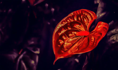 Close-up of red rose flower