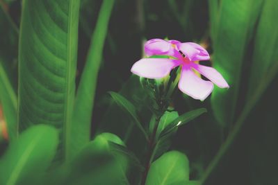 Close-up of pink flower blooming outdoors