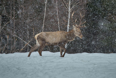Stag walking on field during snow fall