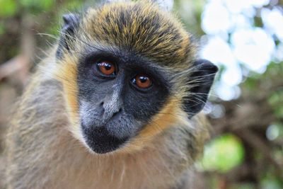 Close-up portrait of a monkey