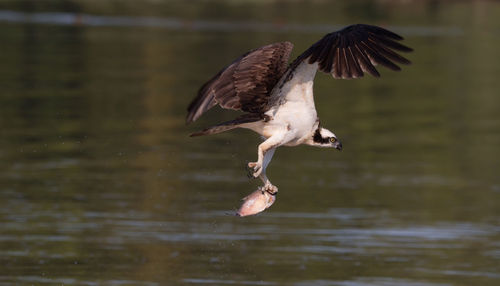 Bird flying over lake