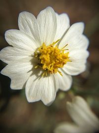 Close-up of daisy flower