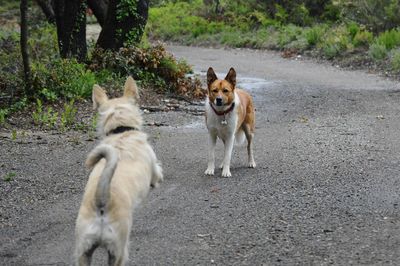 View of a dog on road