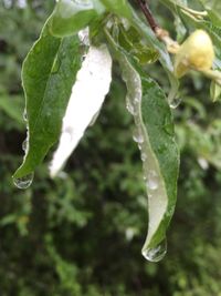 Close-up of wet plant