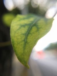 Close-up of plant