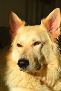 Close-up of dog looking away