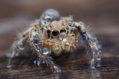 Close-up of spider on wood