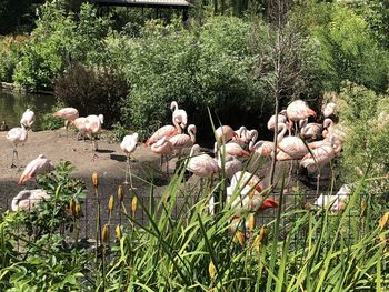 Birds in a lake