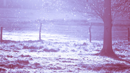 Trees on field during winter