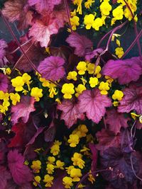 Close-up of yellow flowering plant leaves