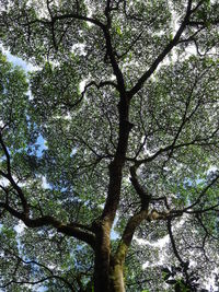 Low angle view of tree against sky
