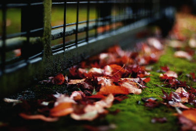 Close-up of autumn leaves by fence on field