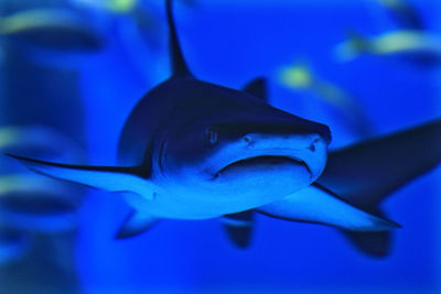 Close-up of fish swimming in sea