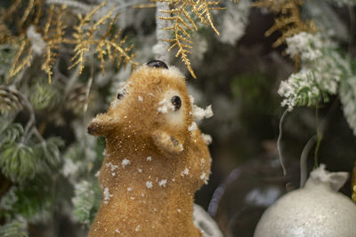 Squirrel grabs coniferous branch in winter. toy squirrel runs through woods. animal gnaws on twig.
