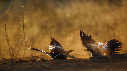 Bird flying over field