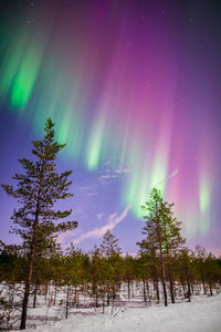 Low angle view of trees against sky at night