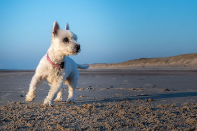 Dog in a desert