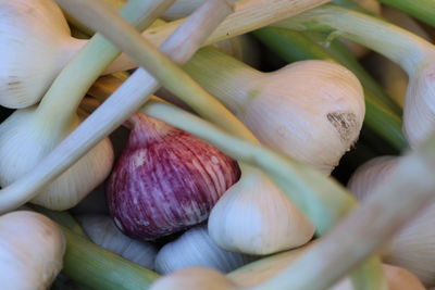 Close-up of onions