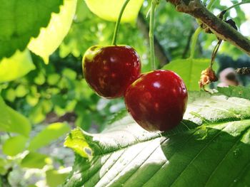 Close-up of fruits on tree