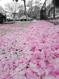 Pink flowers blooming on tree