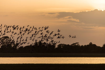 Flock of birds flying against sky during sunset