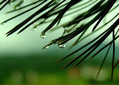 Close-up of raindrops on pine tree