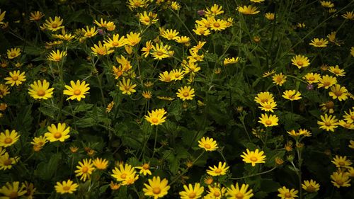 High angle view of yellow flowering plants