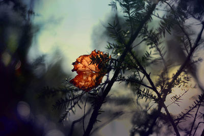 Close-up of flower growing on tree