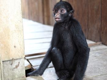 Close-up of monkey sitting outdoors