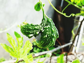 Close-up of fresh green plant