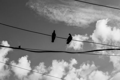 Low angle view of birds perching on cable against sky