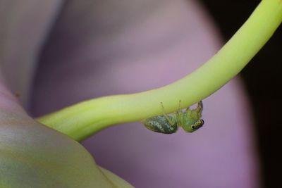 Close-up of green snake on plant