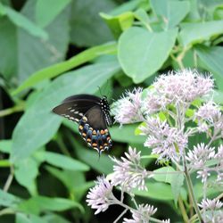 Close-up of butterfly on plant