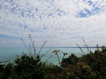 Plants growing on land against sky