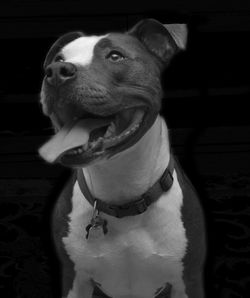 Portrait of pitbull looking away