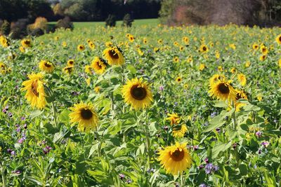 Sunflowers blooming on field