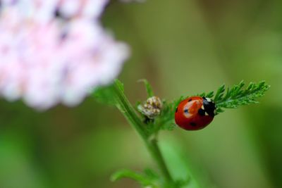 Close-up of ladybug on leaf