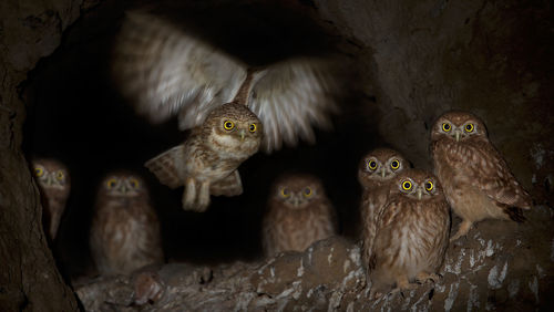 Low angle portrait of owls perching on tree at night