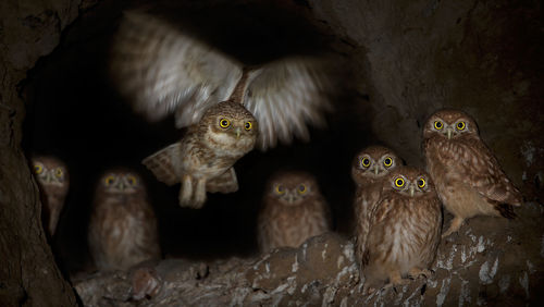 Close-up of birds