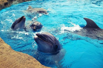 High angle view of dolphins swimming in pond at aquarium