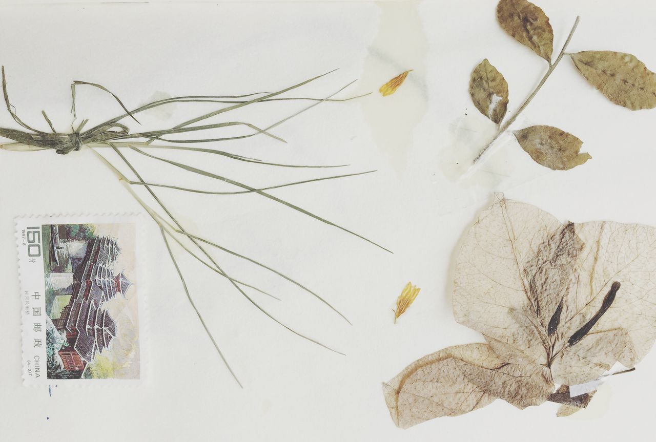 flower, leaf, wall - building feature, plant, close-up, white background, growth, fragility, indoors, nature, studio shot, stem, wall, no people, white color, beauty in nature, freshness, decoration, art and craft, petal